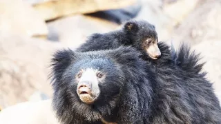 Zázračná planéta: Neľahký život medveďov