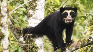 Zázračná planéta: Neľahký život medveďov