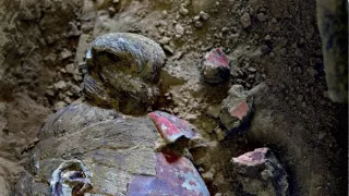 Dračí cisár a jeho terakotoví strážcovia