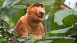 Svet zvierat