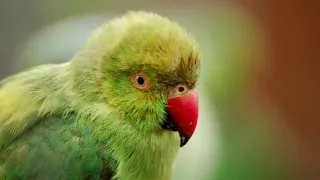 Zázračná planéta: Krajina pohľadom z vesmíru (4/4)