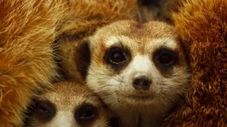 Botswana - posledný africký raj