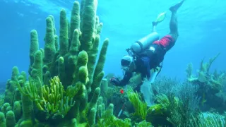 Klenoty Kajmanské koruny