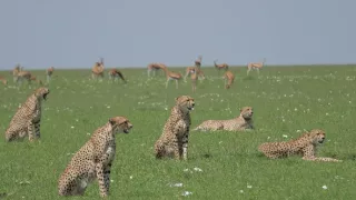 Síla instinktů (3)