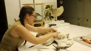 Vtáky vs. lietadlo: Zázrak na rieke Hudson