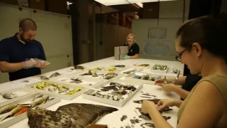 Vtáky vs. lietadlo: Zázrak na rieke Hudson