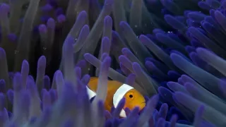 Modré srdce planety: Mořské proudy (1)