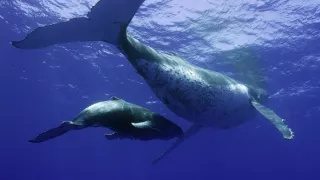 Modré srdce planety: Mořské proudy (1)