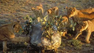 Levy - špionáž v brlohu