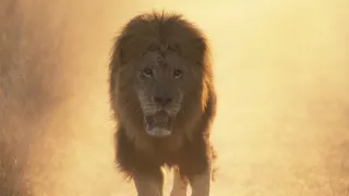 Levy - špionáž v brlohu