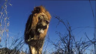 Levy - špionáž v brlohu