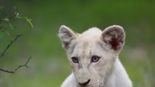 Biele levy - zrodené v divočine (1/2)