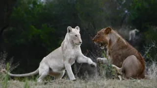 Biele levy - zrodené v divočine (1/2)