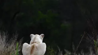 Biele levy - zrodené v divočine (1/2)