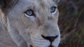 Biele levy - zrodené v divočine (1/2)
