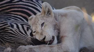 Biele levy - zrodené v divočine (1/2)