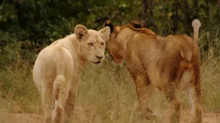 Biele levy - zrodené v divočine (1/2)
