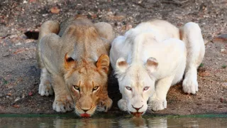 Biele levy - zrodené v divočine (1/2)