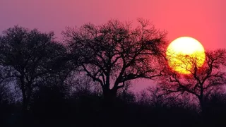 Biele levy - zrodené v divočine (1/2)