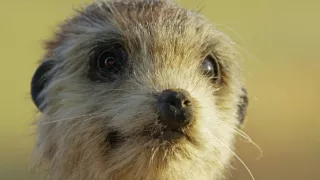 Zázračná planéta: Špionáž v divočine (3/4)