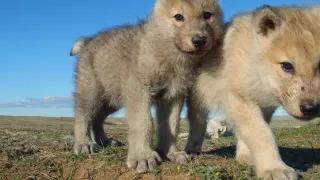 Zázračná planéta: Špionáž v divočine (3/4)