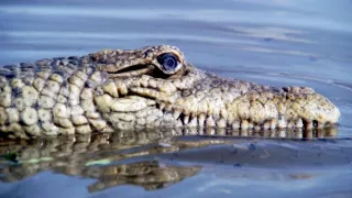 Zázračná planéta: Špionáž v divočine (3/4)