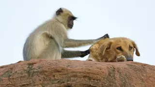 Zázračná planéta: Špionáž v divočine (3/4)