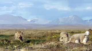 Zázračná planéta: Špionáž v divočine (3/4)