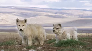 Zázračná planéta: Špionáž v divočine (3/4)