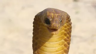 Zázračná planéta: Špionáž v divočine (3/4)