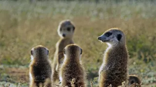 Zázračná planéta: Špionáž v divočine (3/4)