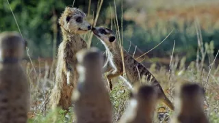 Zázračná planéta: Špionáž v divočine (3/4)