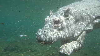 Zázračná planéta: Špionáž v divočine (3/4)