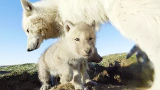 Zázračná planéta: Špionáž v divočine (3/4)