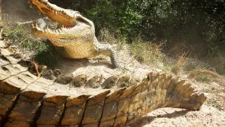 Zázračná planéta: Špionáž v divočine (3/4)