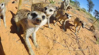 Zázračná planéta: Špionáž v divočine (3/4)