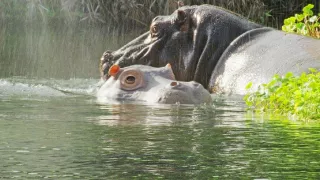 Zázračná planéta: Špionáž v divočine (3/4)