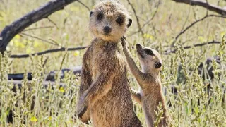 Zázračná planéta: Špionáž v divočine (3/4)