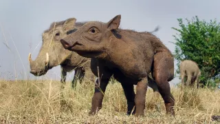 Zázračná planéta: Špionáž v divočine (3/4)