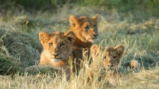 Kráľovstvo afrických predátorov (2)