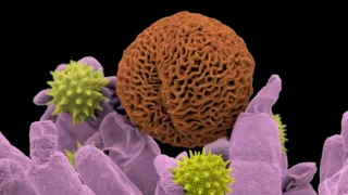 Geniální rostliny (1/2)