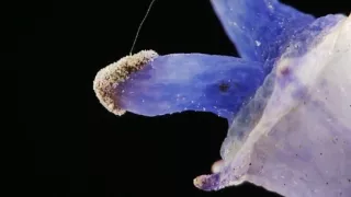 Geniální rostliny (1/2)