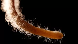 Geniální rostliny (1/2)