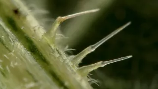 Geniální rostliny (1/2)