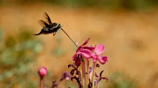 Kalahari - zákony pouště (2/2)