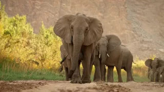 Kalahari - zákony pouště (2/2)