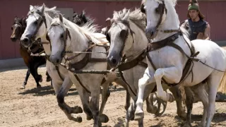 Římské dostihy (2/2)