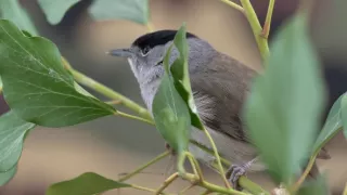 Tajomstvá migrácie v prírode