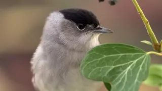 Tajomstvá migrácie v prírode