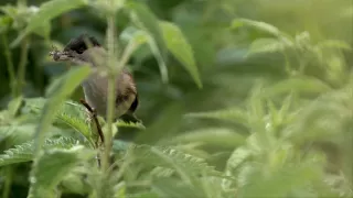 Tajomstvá migrácie v prírode